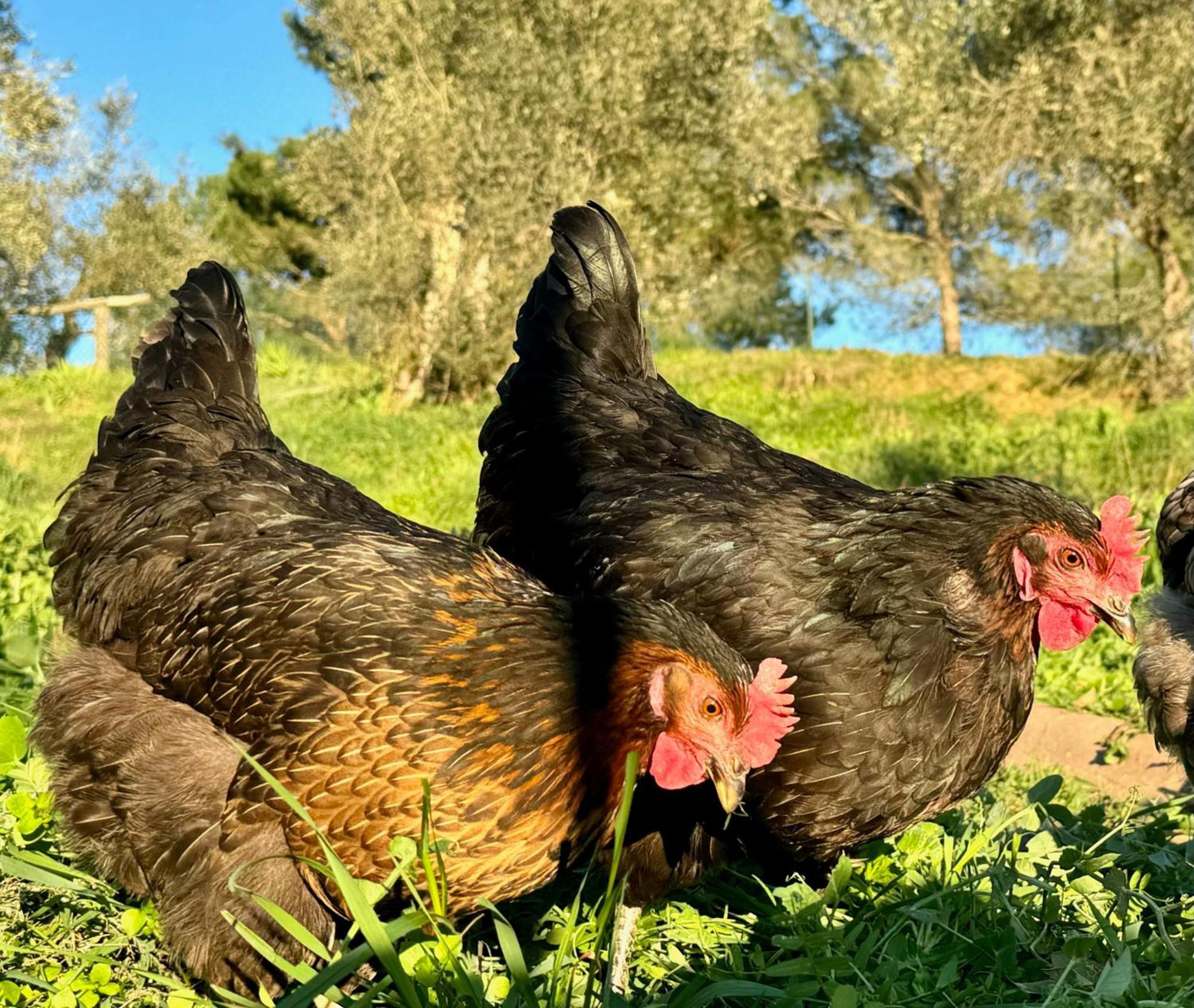 Farm stay Dandelion Citta della Pieve